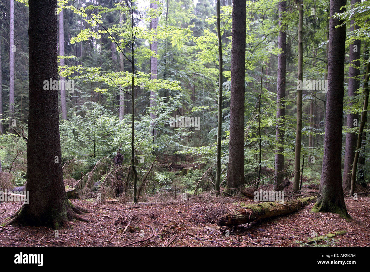 forest in the national park Bayerischer Wald, Germany, Bavaria, NP Bavarian Forest Stock Photo