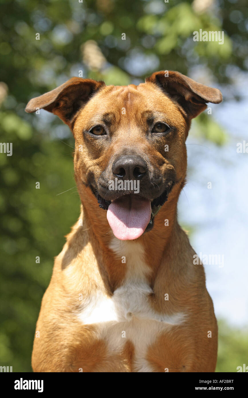 Malinois mix hi-res stock photography and images - Alamy