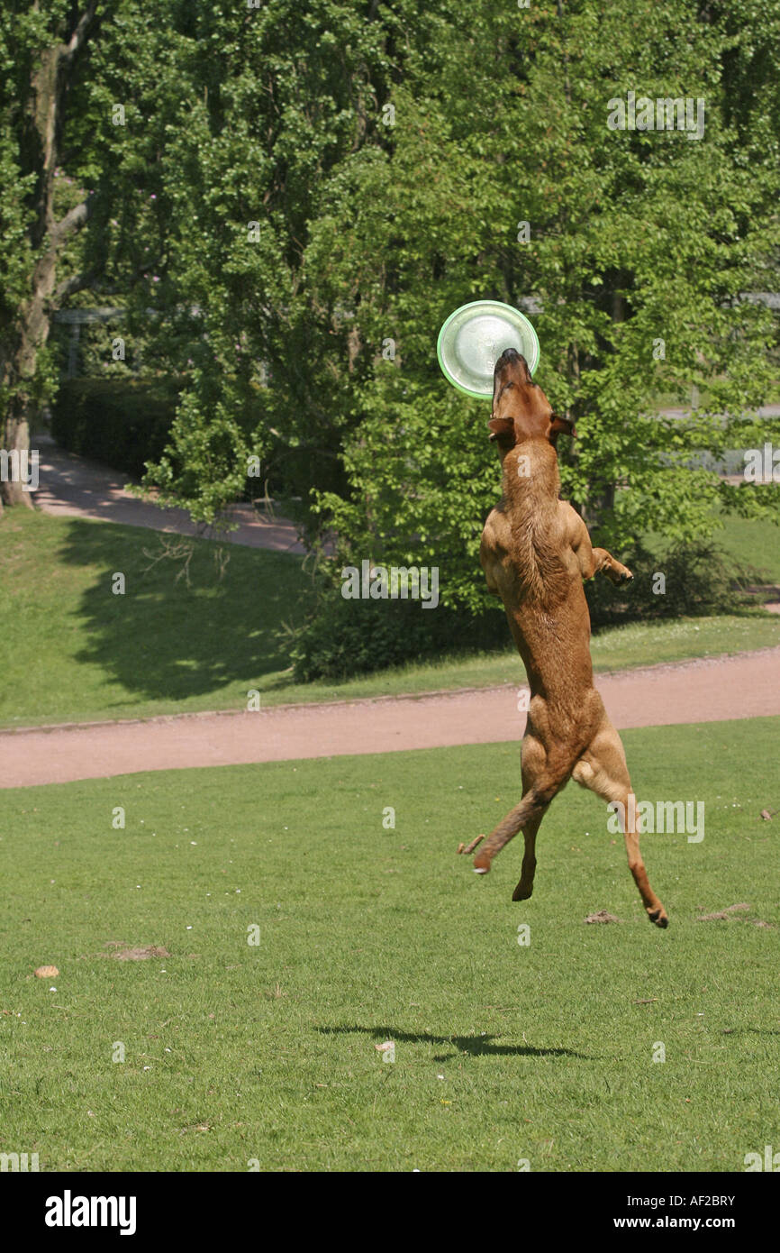 Frisbee and dog hi-res stock photography and images - Page 20