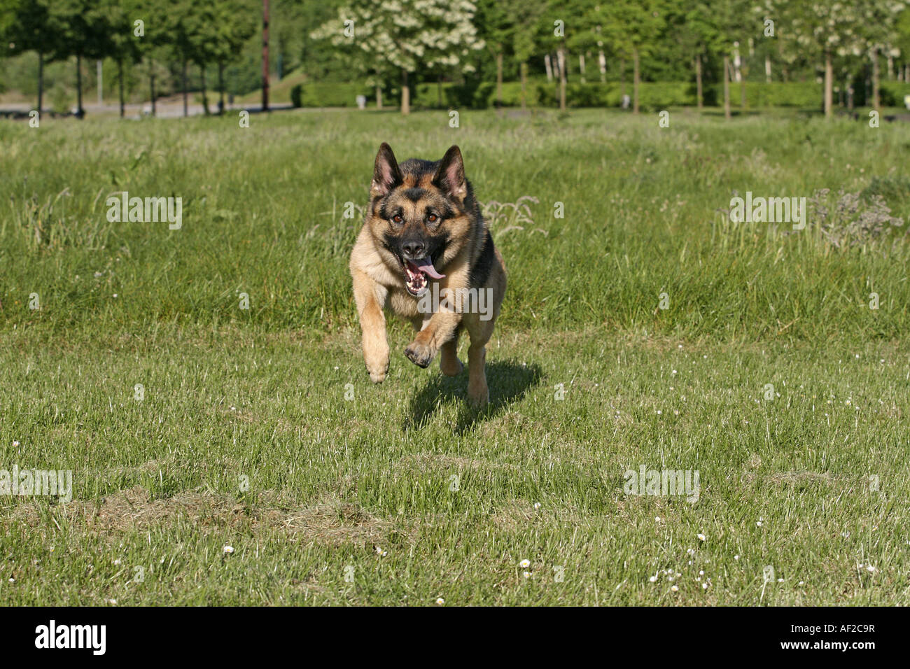 German Shepherd Dog (Canis lupus f. familiaris), portrait of a running single animal Stock Photo