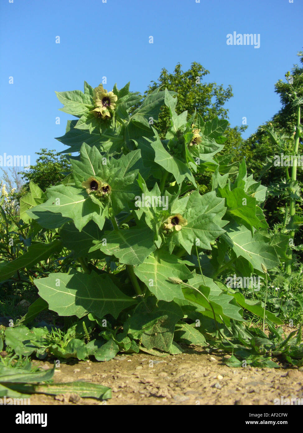 black henbane (Hyoscyamus niger), blooming plant Stock Photo - Alamy