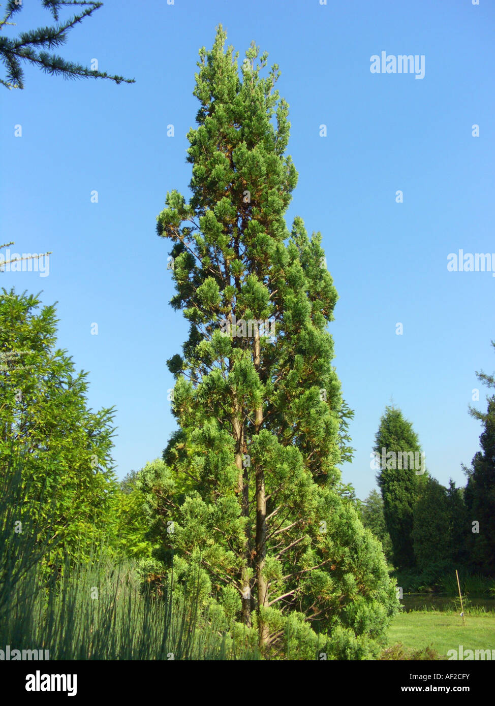 Patagonian Cypress (Austrocedrus chilensis) Stock Photo