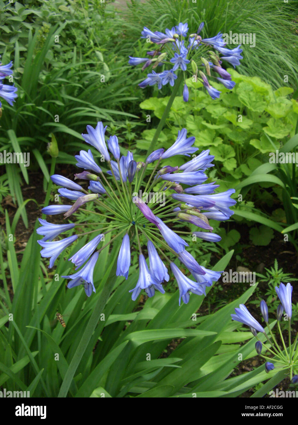 African lily (Agapanthus Headbourne-Hybride), blooming Stock Photo