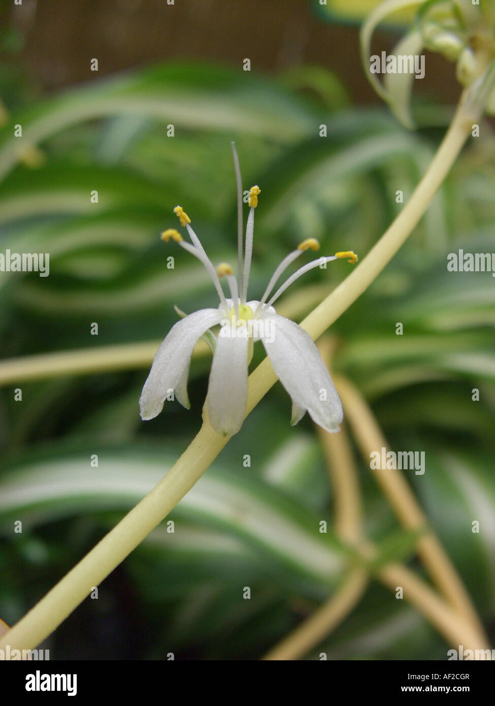 spider plant (Chlorophytum comosum), flower Stock Photo Alamy