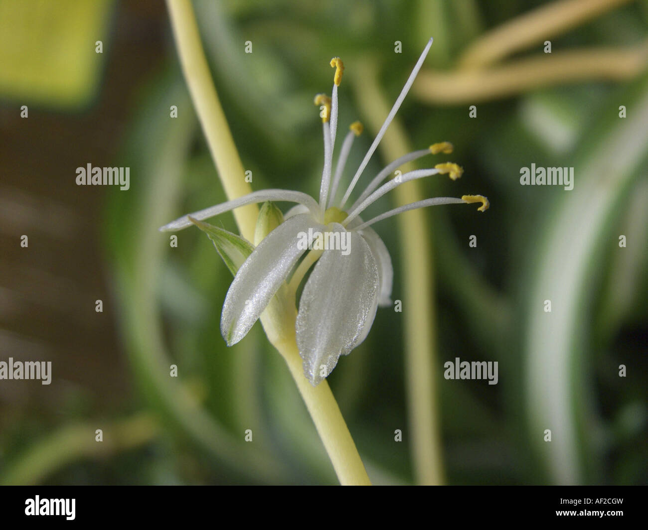 spider plant (Chlorophytum comosum), flower Stock Photo Alamy