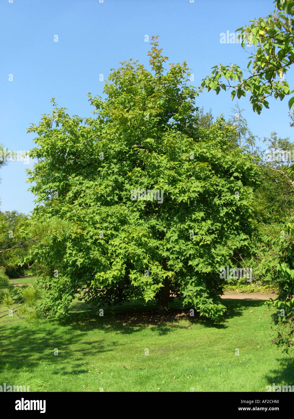 formosa sweet gum (Liquidambar formosana), tree in a park Stock Photo
