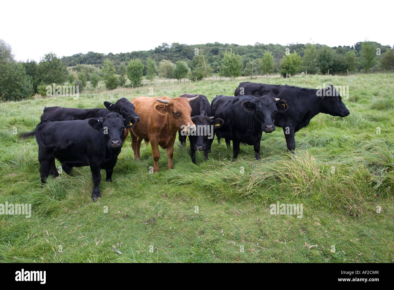 Small herd of Dexter cows in small field Cotswolds UK Stock Photo