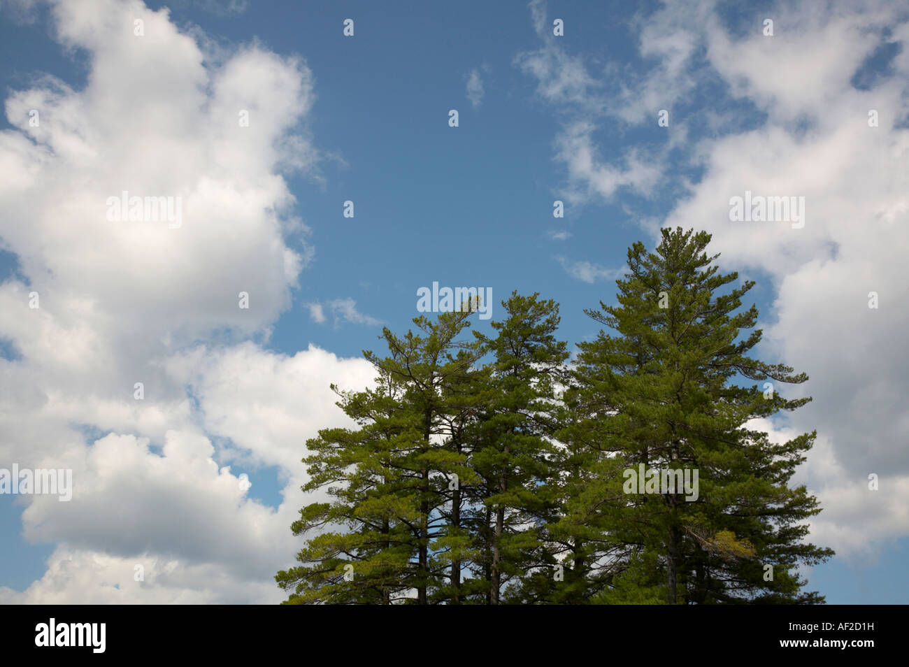 Pine trees in blue sky with clouds Stock Photo - Alamy