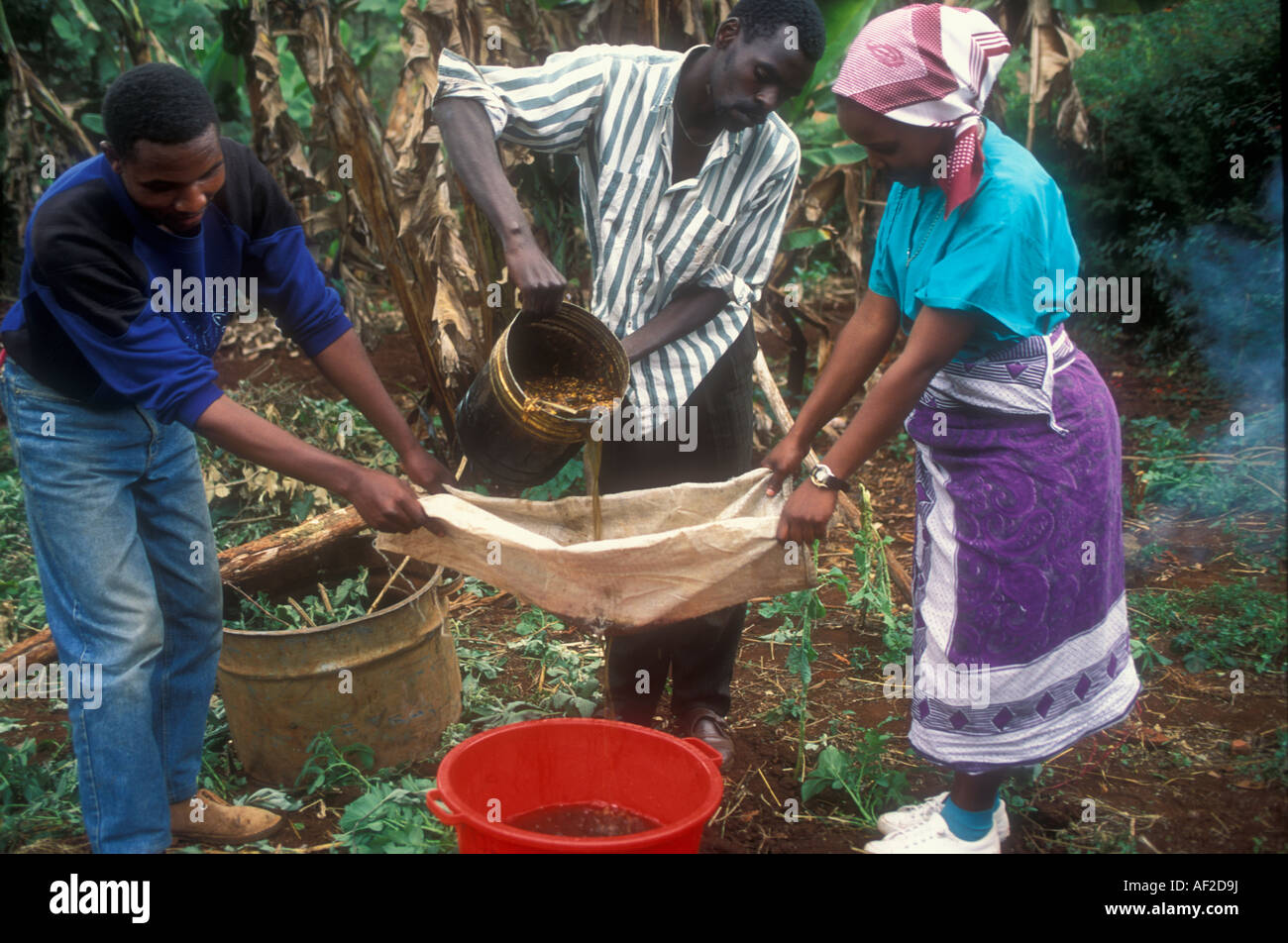 Juice from tobacco leaves used as pesticide in organic farming, Kenya Stock  Photo