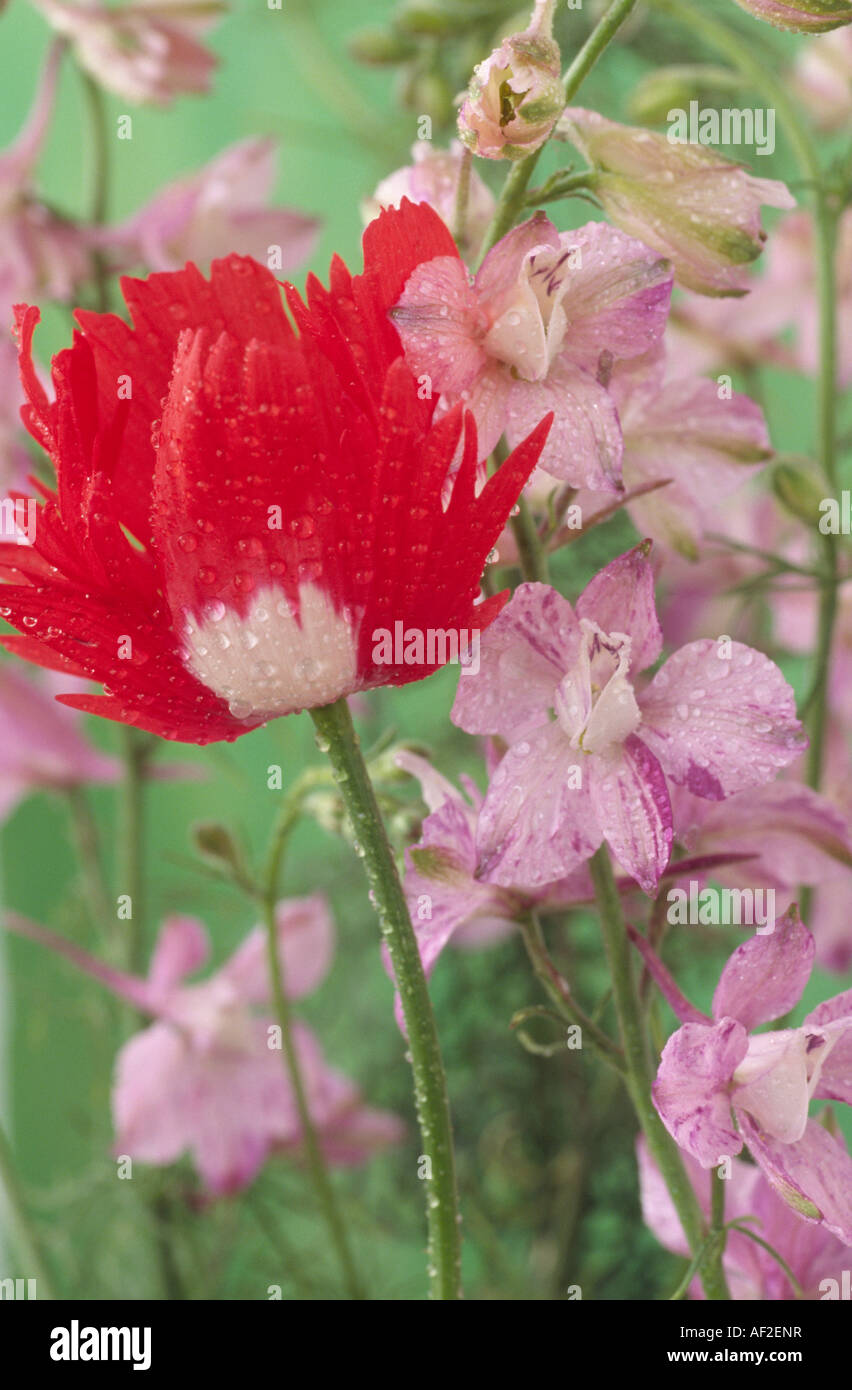 Papaver somniferum 'Victoria Cross' (Poppy) with Consolida ajacis (Larkspur)'Splish Splash' behind. Stock Photo