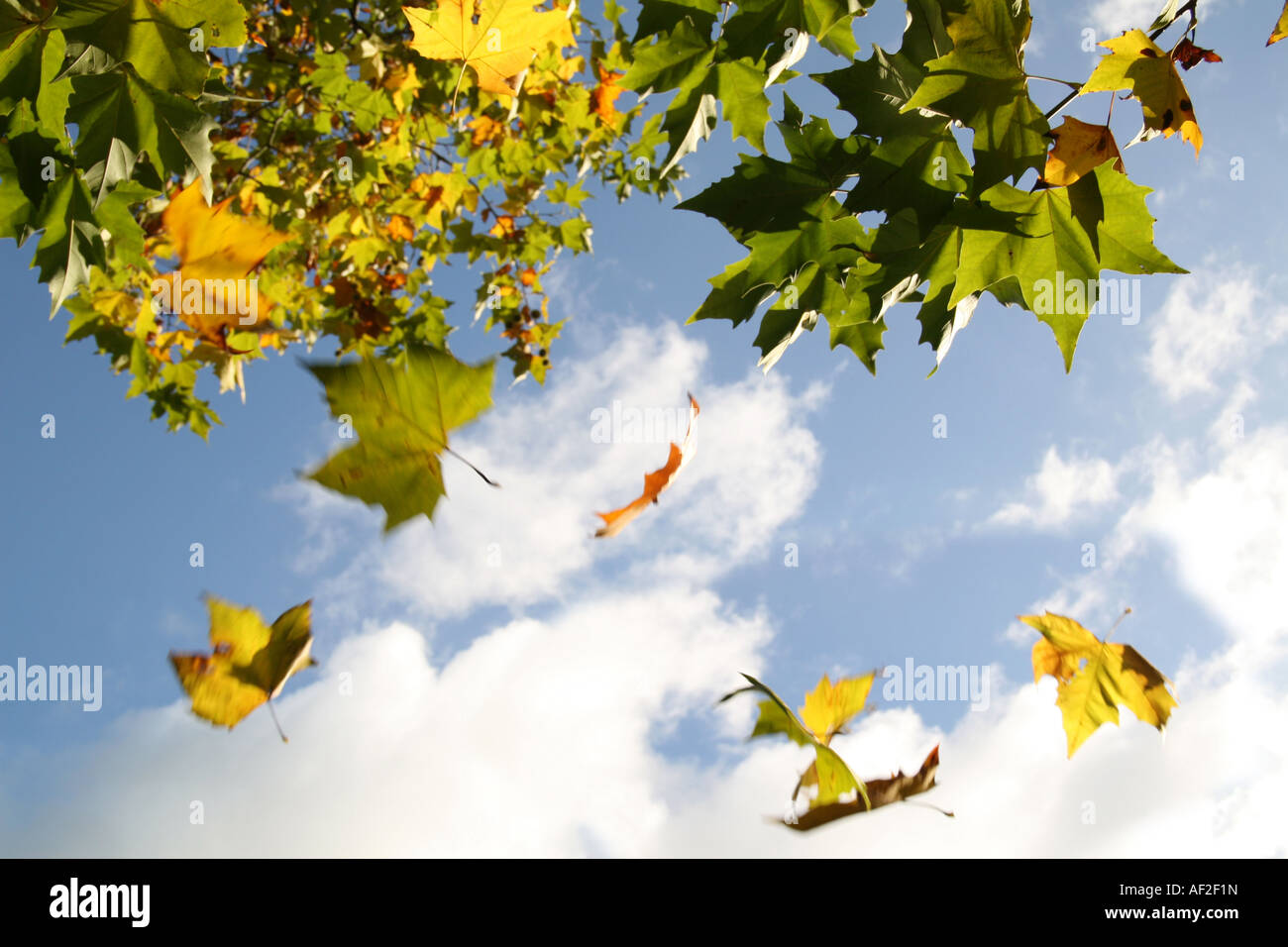 green leaves falling from tree