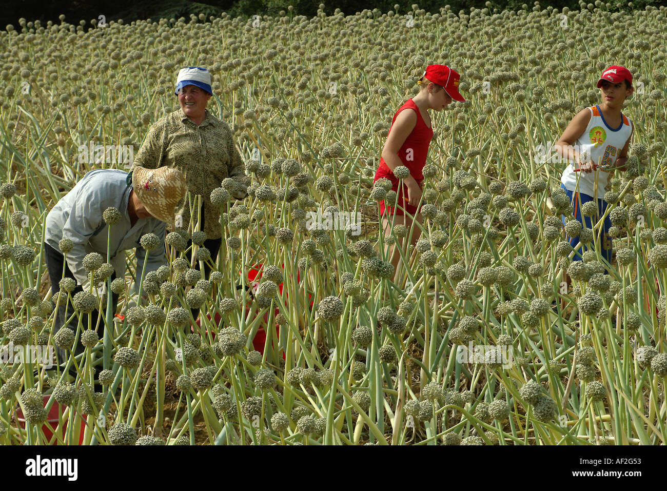 Onion seed pickers Stock Photo Alamy