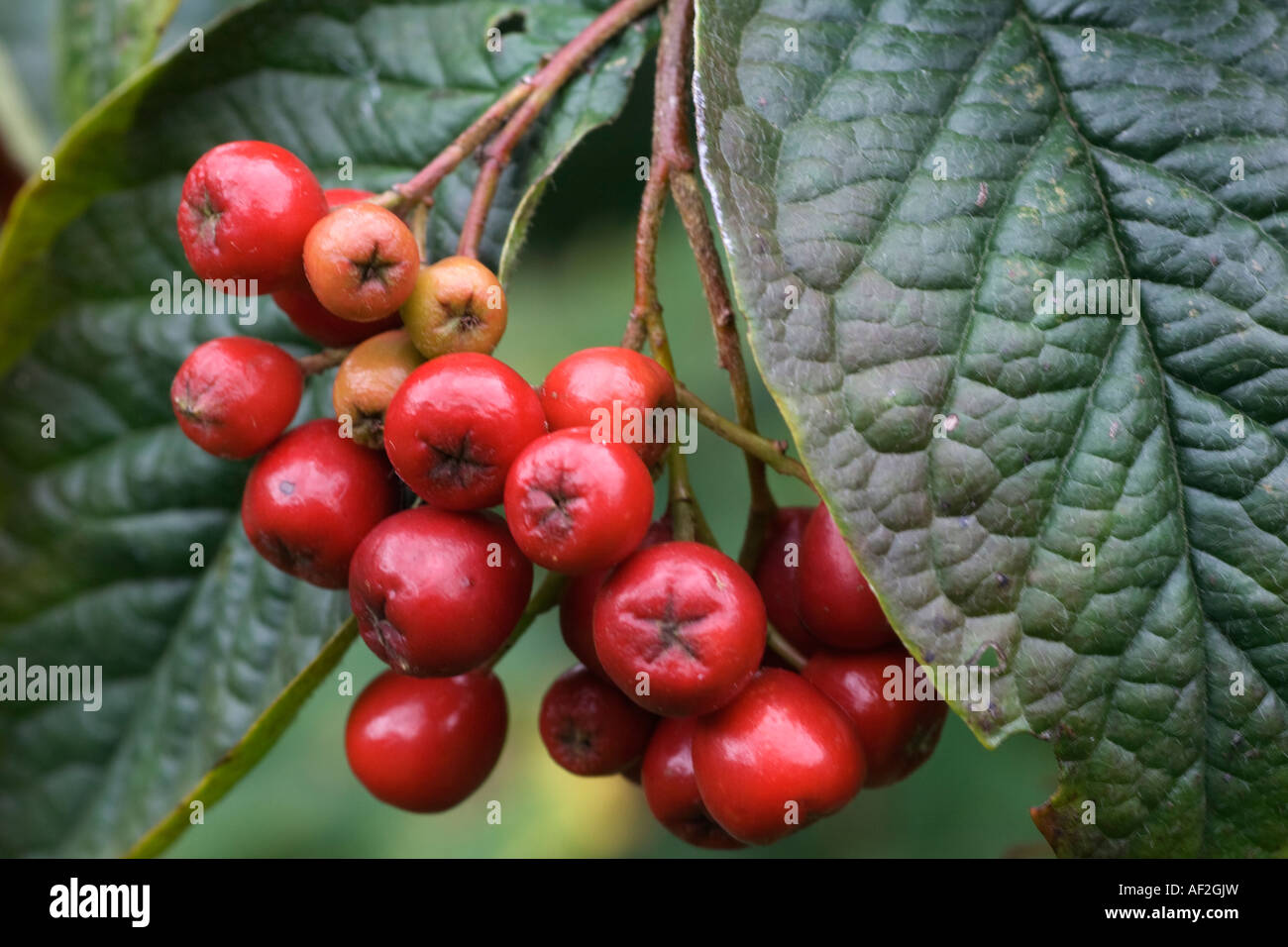 Cotoneaster berries Stock Photo