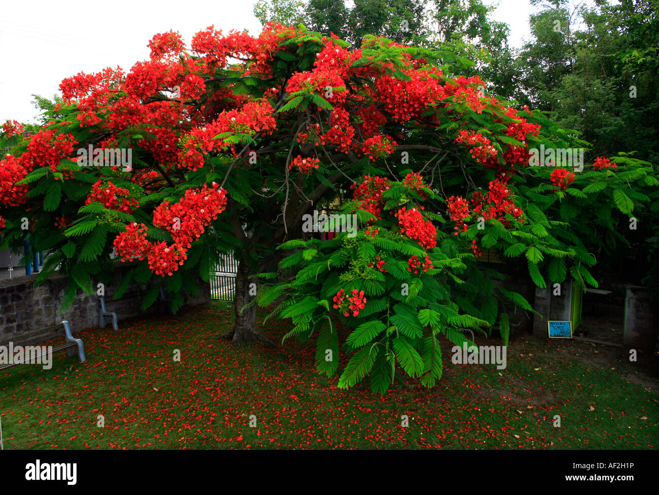 Beautiful Red Flamboyant Tree in Nevis Caribbean Stock Photo