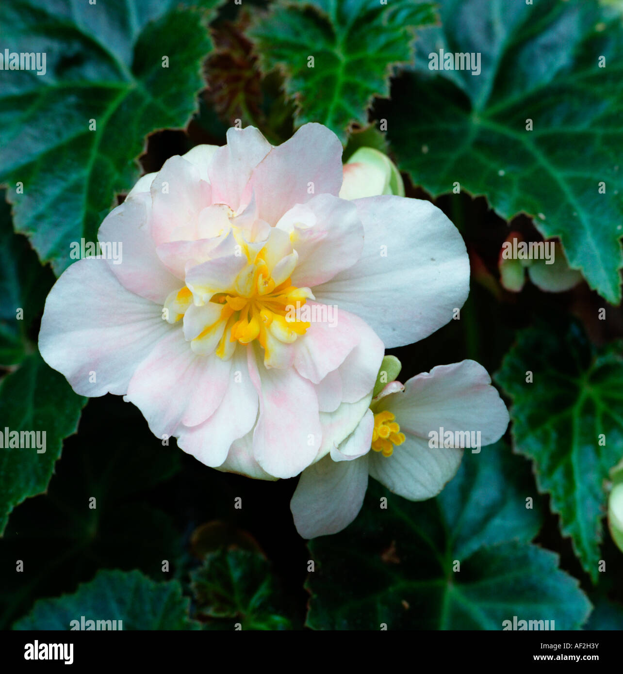 White begonia III flower showing yellow corbels Stock Photo