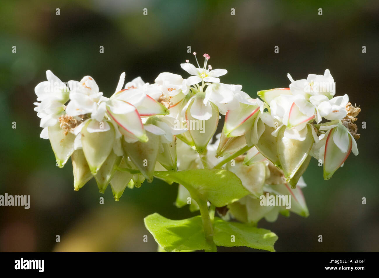 Common buckwheat flowers Stock Photo Alamy