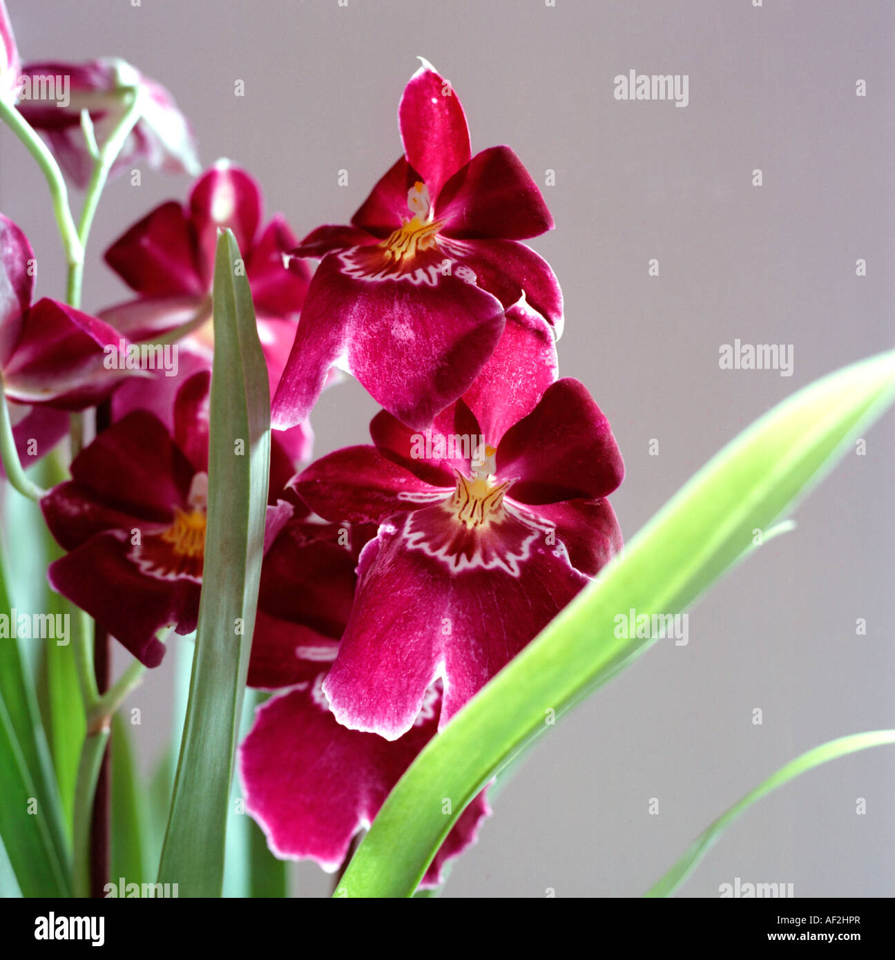 Miltoniopsis Pansy Orchid Stock Photo
