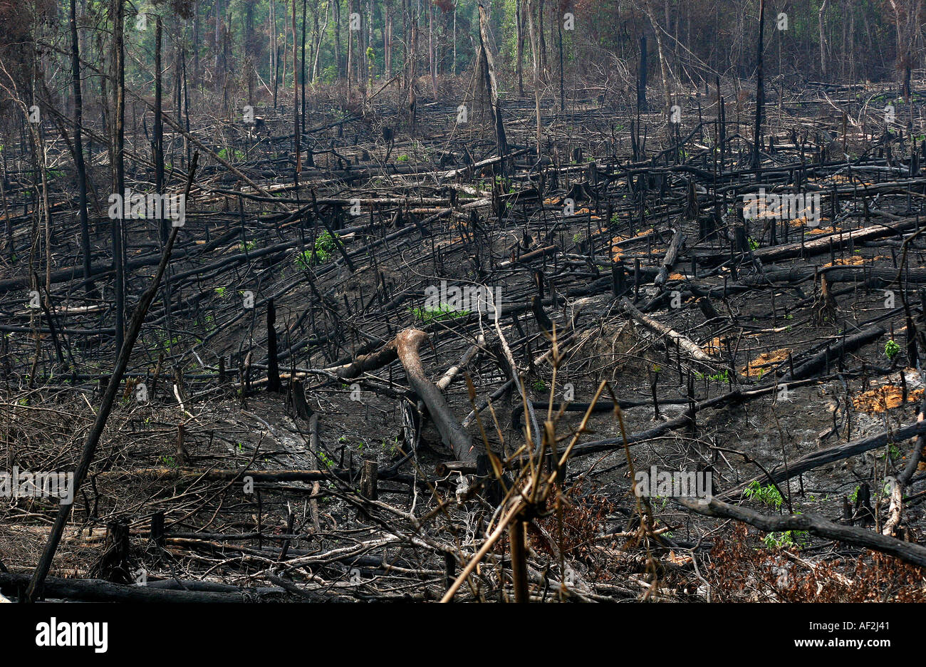 Forest Inaccessible Huge areas of virgin forest burned out in cambodia s remote and ...