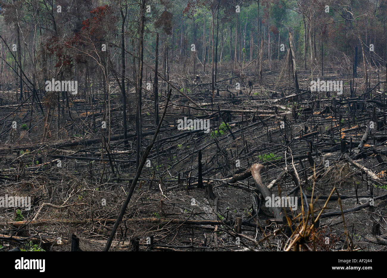 Forest Inaccessible Huge areas of virgin forest burned out in cambodia s remote and ...