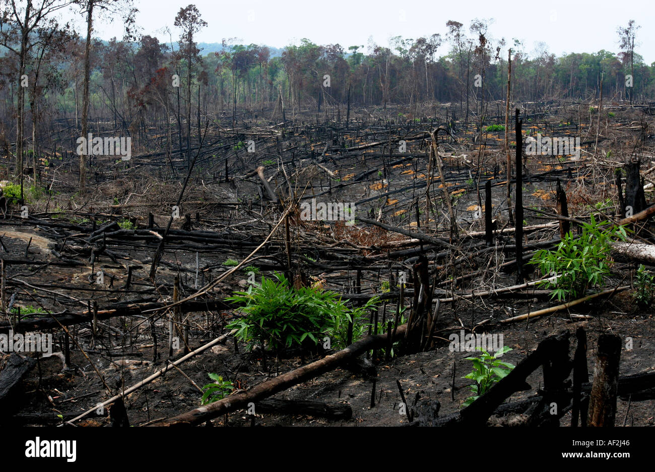Forest Inaccessible Huge areas of virgin forest burned out in cambodia s remote and ...