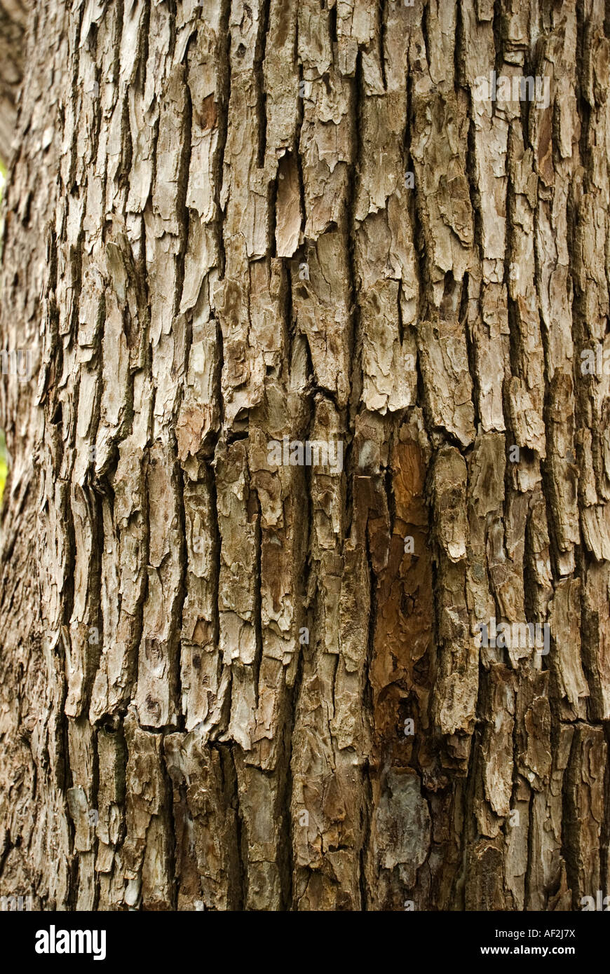 bark of camphor tree Cinnamomum camphora in Old St Augustine Village St Augustine Florida Stock Photo