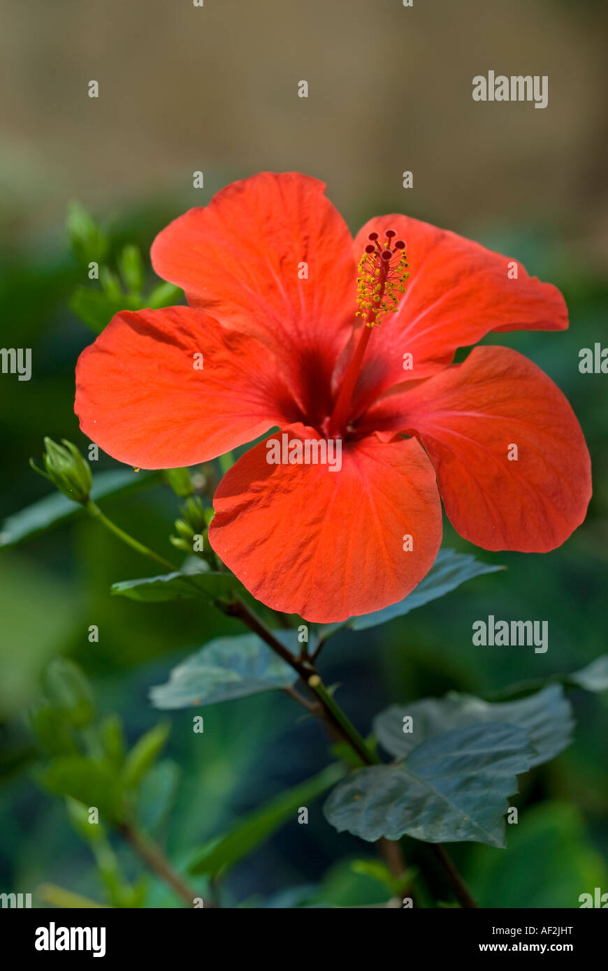 Red hibiscus tropical flower hi-res stock photography and images - Alamy