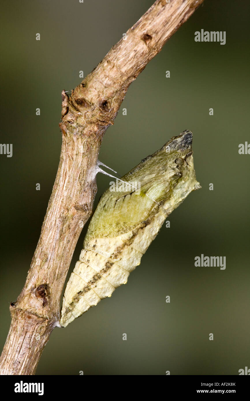 Swallowtail butterfly Papilio machaon chrysalis forming on stem with nice out of focus background Stock Photo