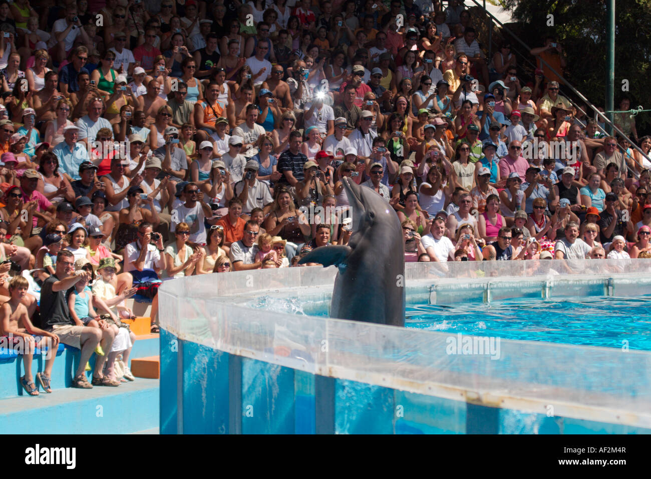 dolphin show at zoomarine algarve portugal Stock Photo - Alamy