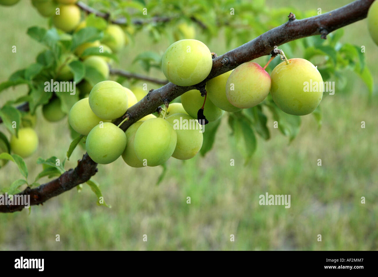 Japanese plum Prunus salicina 'Najdiena' Stock Photo