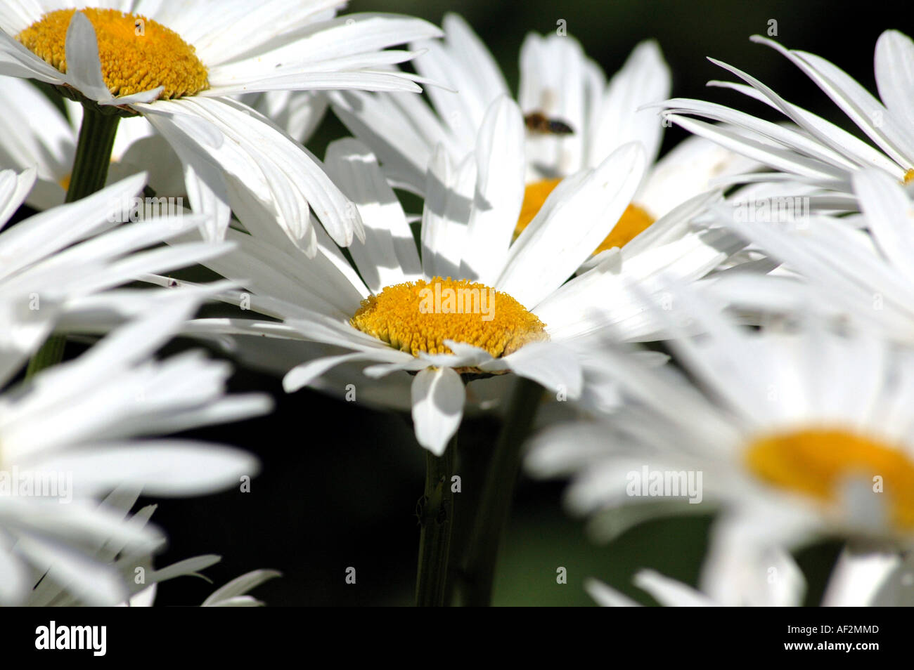 Shasta Daisy Chrysanthemum maximum flower Stock Photo