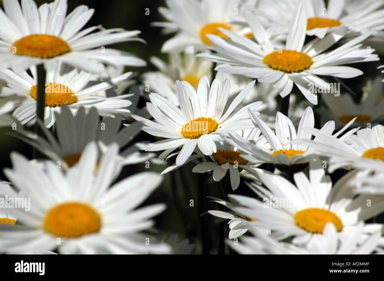 Shasta Daisy Chrysanthemum maximum flower Stock Photo