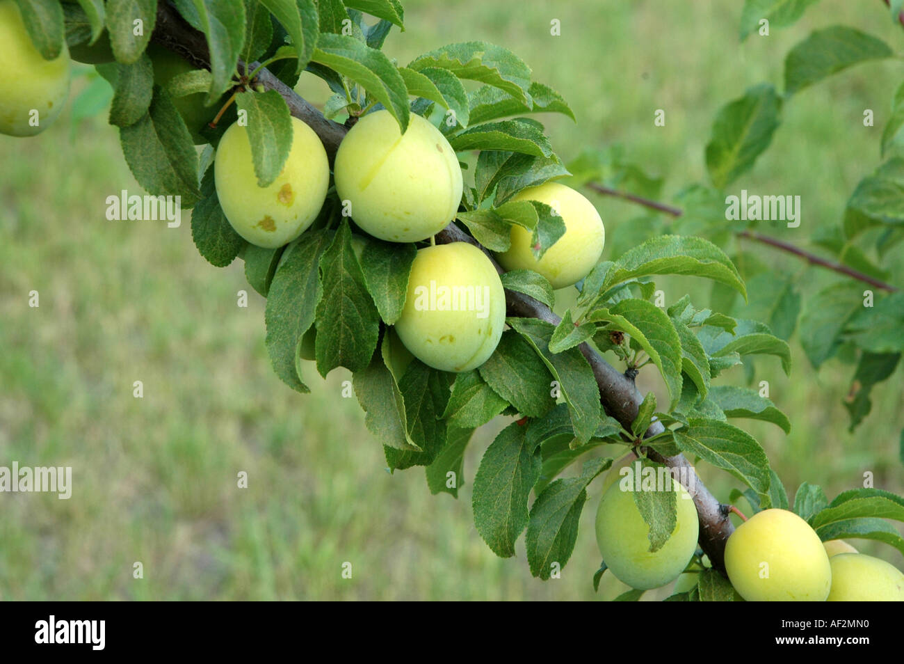 Japanese plum Prunus salicina 'Najdiena' Stock Photo