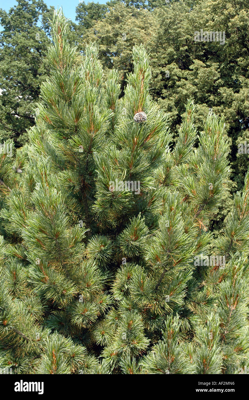 Swiss Stone Pine Pinus cembra also called Arolla pine Stock Photo