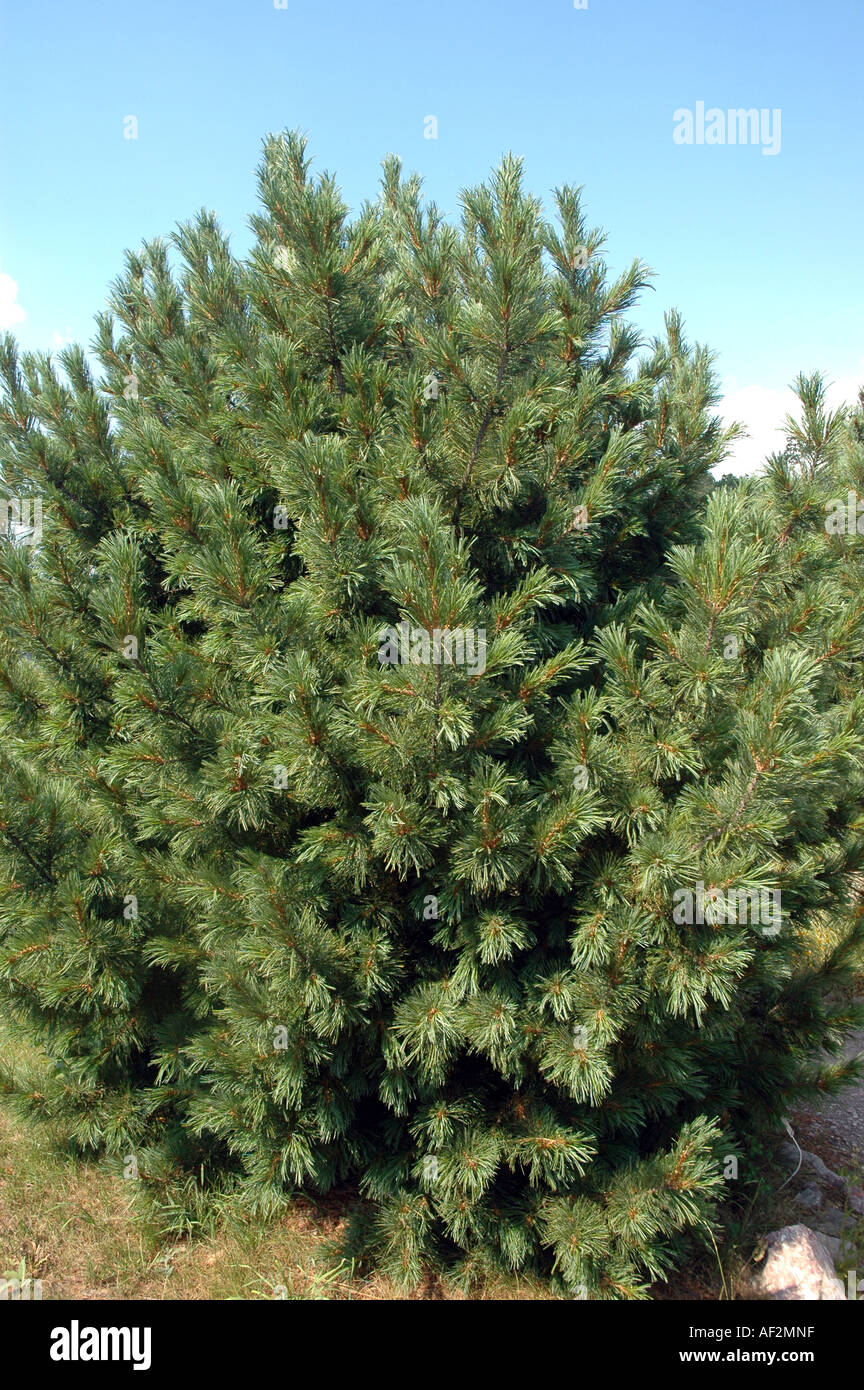 Swiss Stone Pine Pinus cembra also called Arolla pine Stock Photo