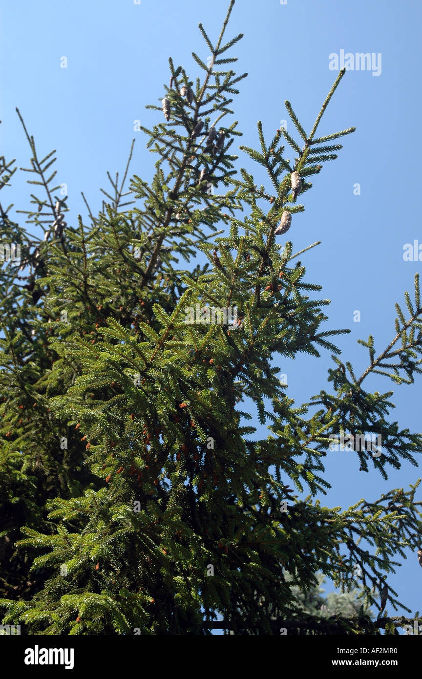 Oriental spruce Picea orientalis also called Caucasian Spruce Stock Photo