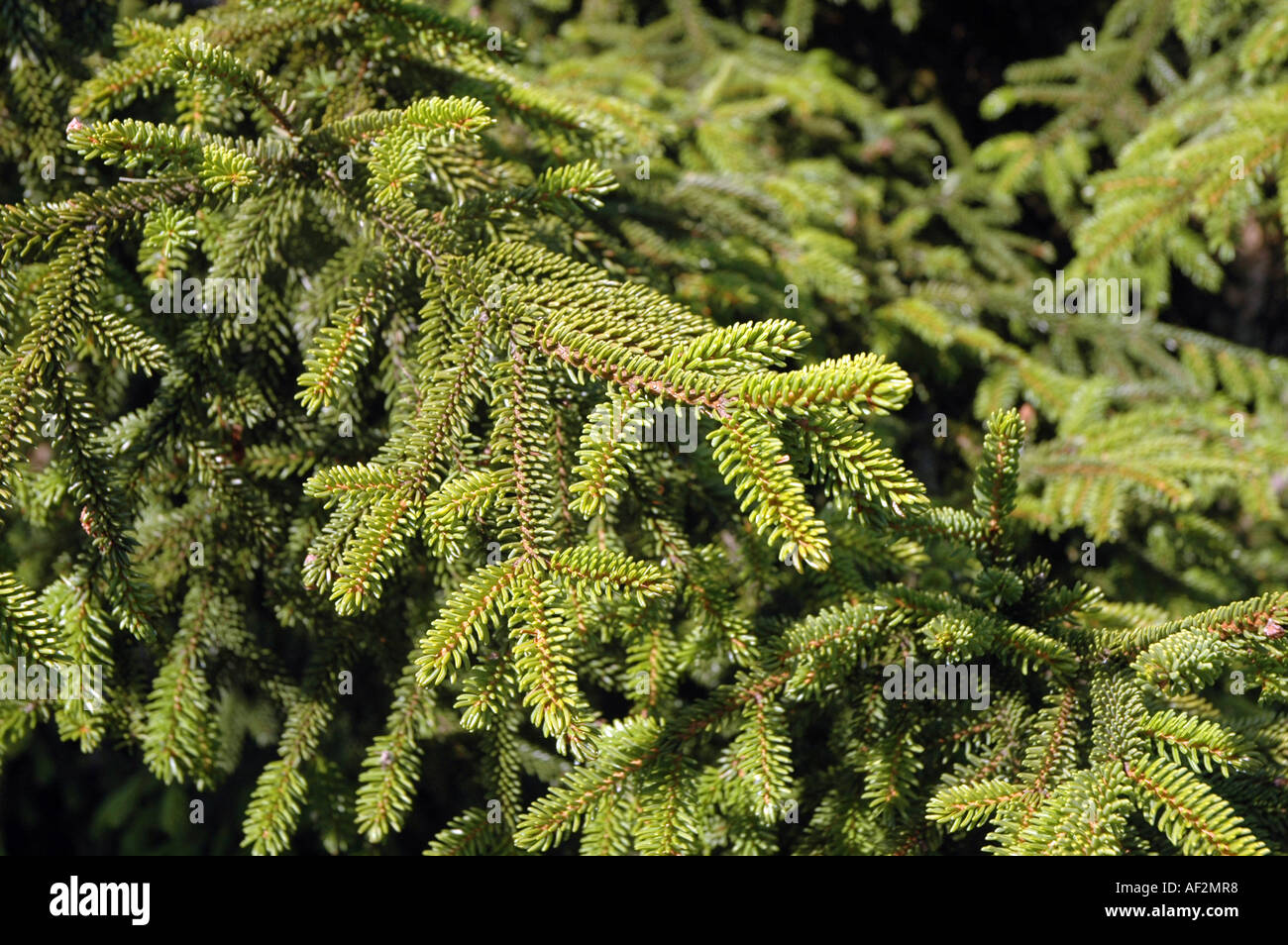 Oriental spruce Picea orientalis also called Caucasian Spruce Stock Photo