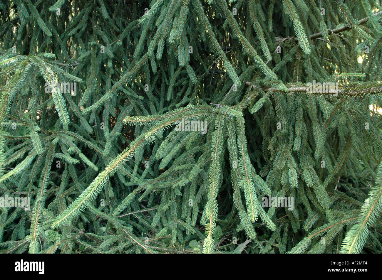 Rat's Tail Spruce Picea abies virgata also called Serpentine spruce or Snake Spruce Stock Photo