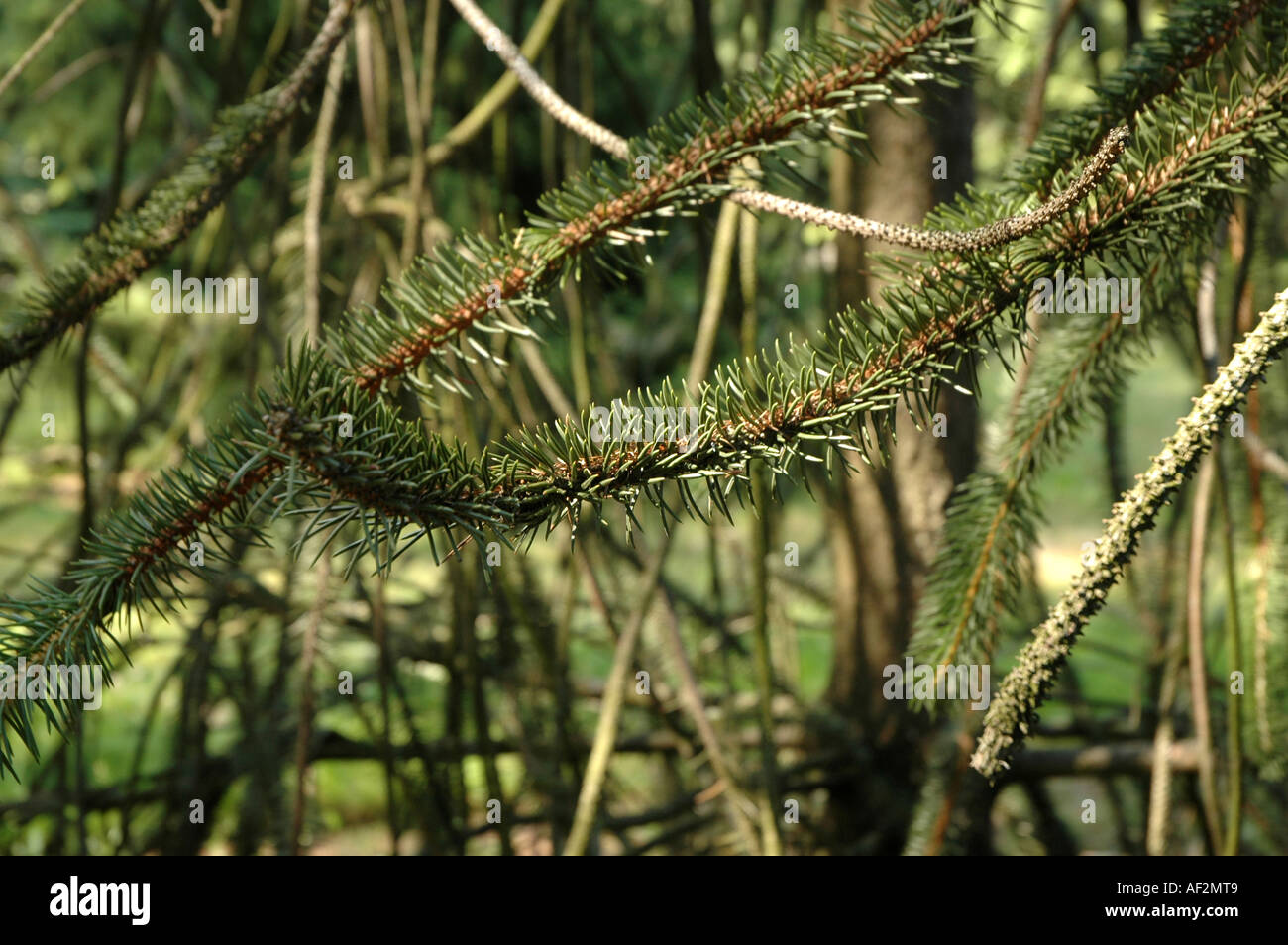 Rat's Tail Spruce Picea abies virgata also called Serpentine spruce or Snake Spruce Stock Photo