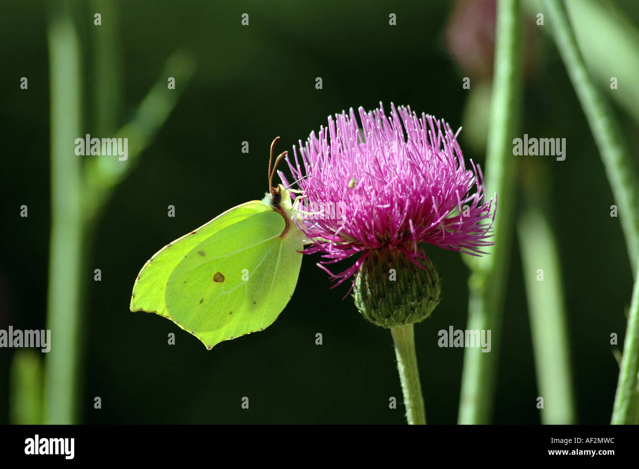 Tuberous thistle Cirsium tuberosum and Brimstone butterfly Gonepteryx rhamni Stock Photo