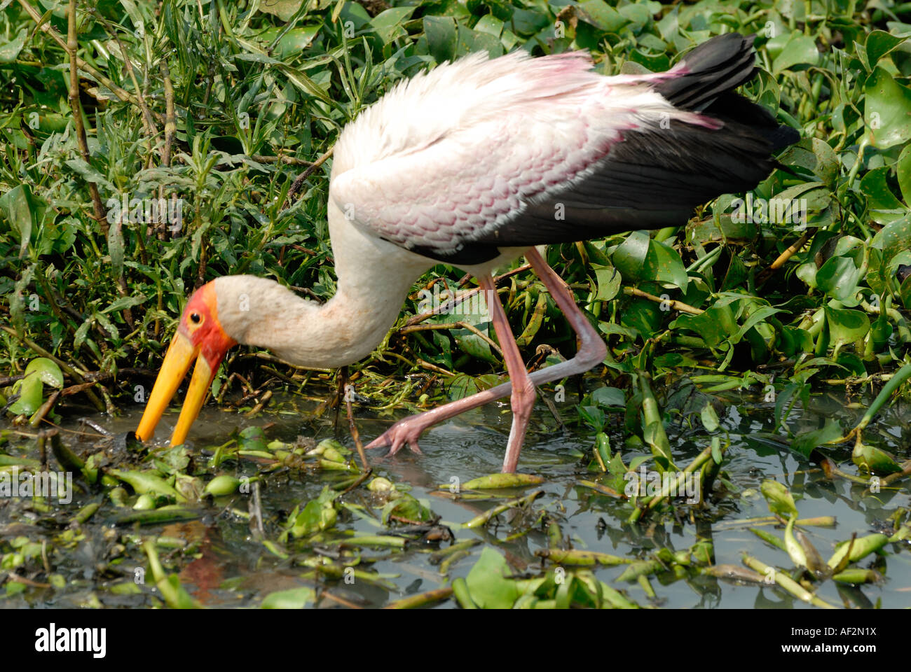 Yellow Billed Stork feeding amongst plants and Water Hyacinth on the edge of Lake Victoria near Kisumu Kenya East Africa Stock Photo