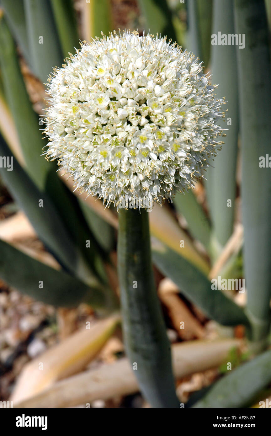 Onion pskemskyi Allium pskemense ornamental onion Stock Photo