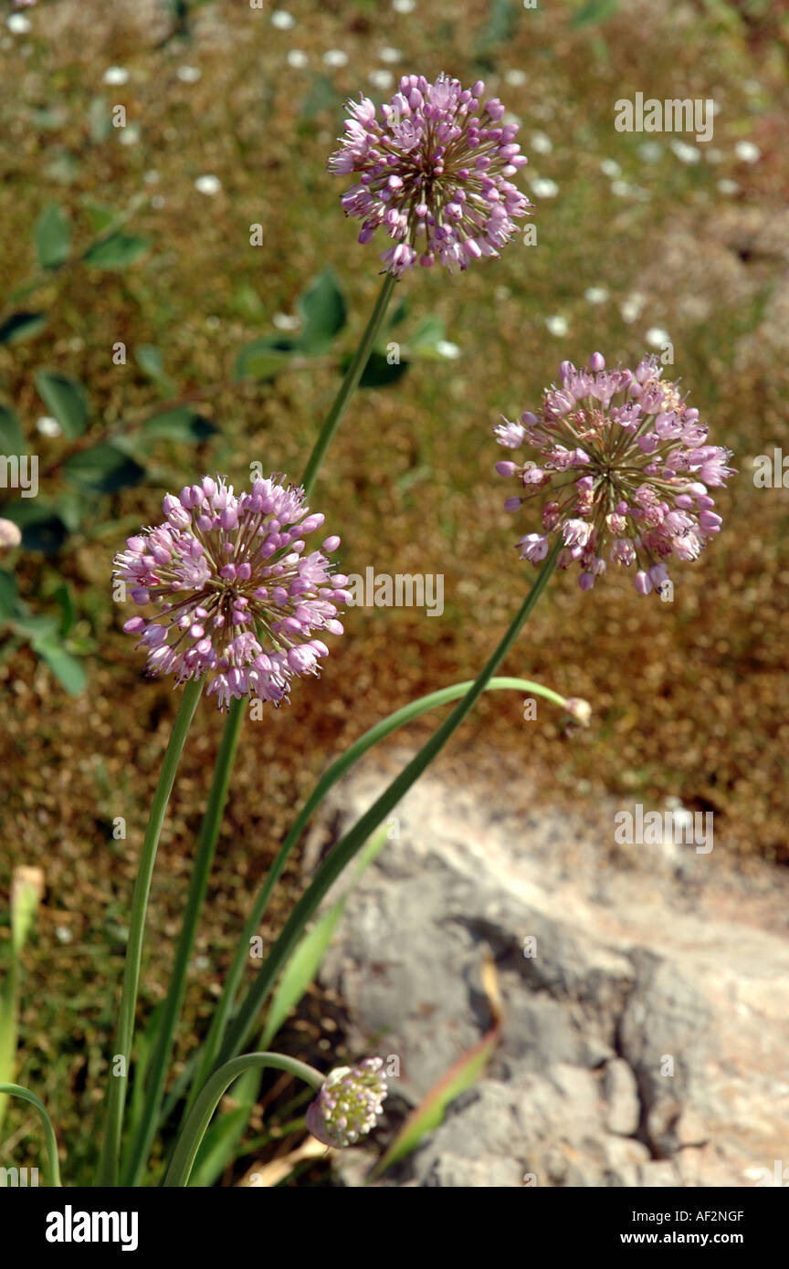 German garlic Allium senescens also called Corkscrew Ornamental Onion Stock Photo