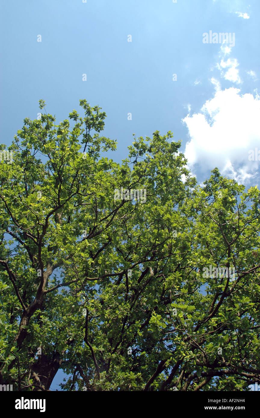 Common Oak Quercus robur also called Pedunculate Oak or English Oak or Irish Dair Stock Photo