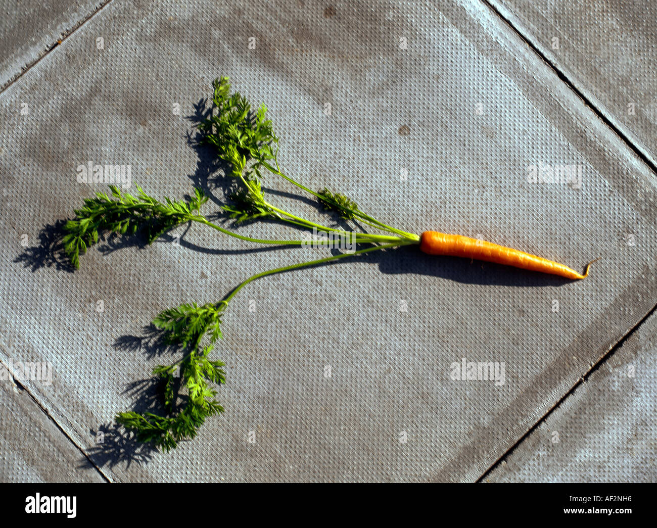 Carrot with leaves Stock Photo Alamy
