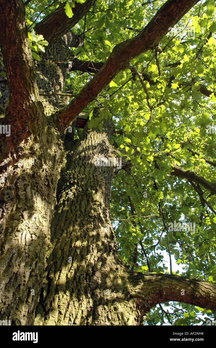 Common Oak Quercus robur also called Pedunculate Oak or English Oak or Irish Dair Stock Photo