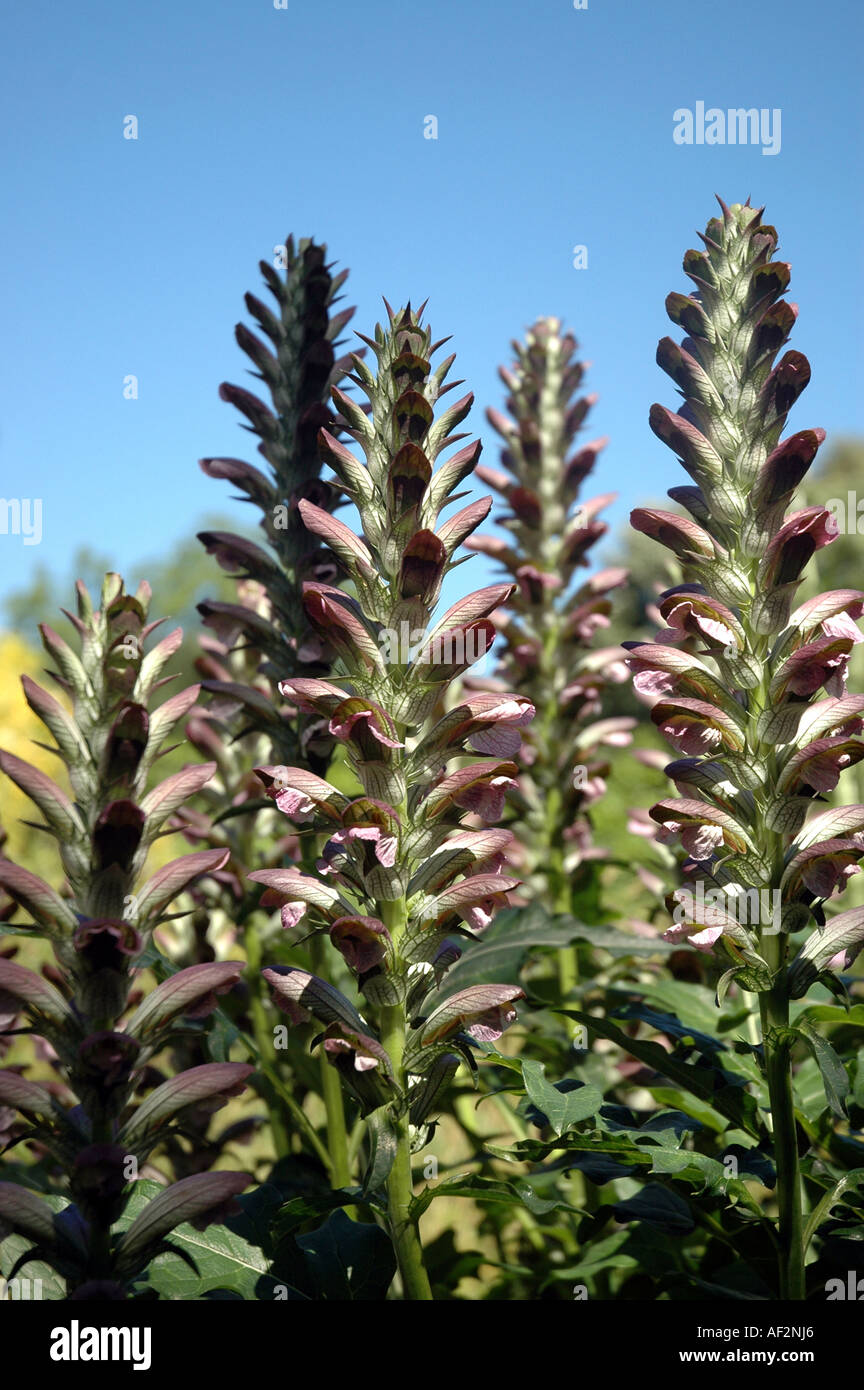Acanthus leaf border hi-res stock photography and images - Page 2 - Alamy