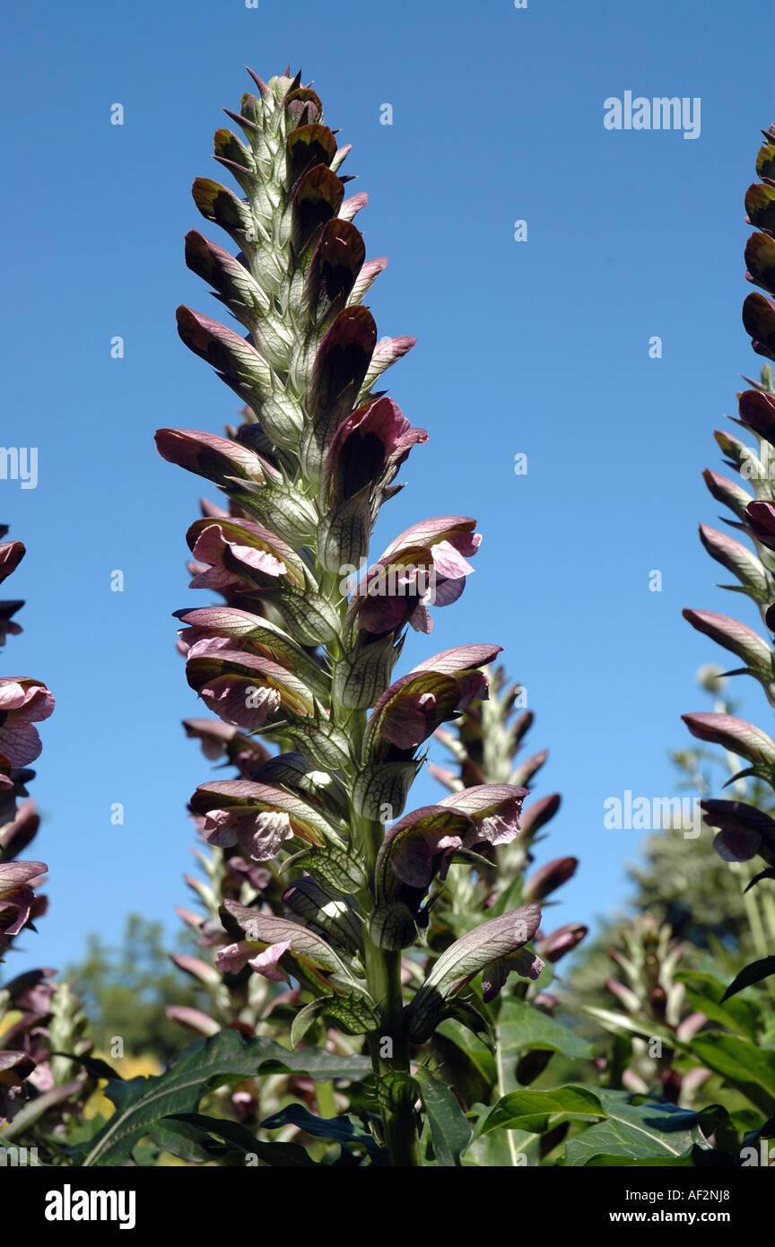 Spiny Bear's breeches Acanthus spinosus also called Oyster Plant Stock Photo