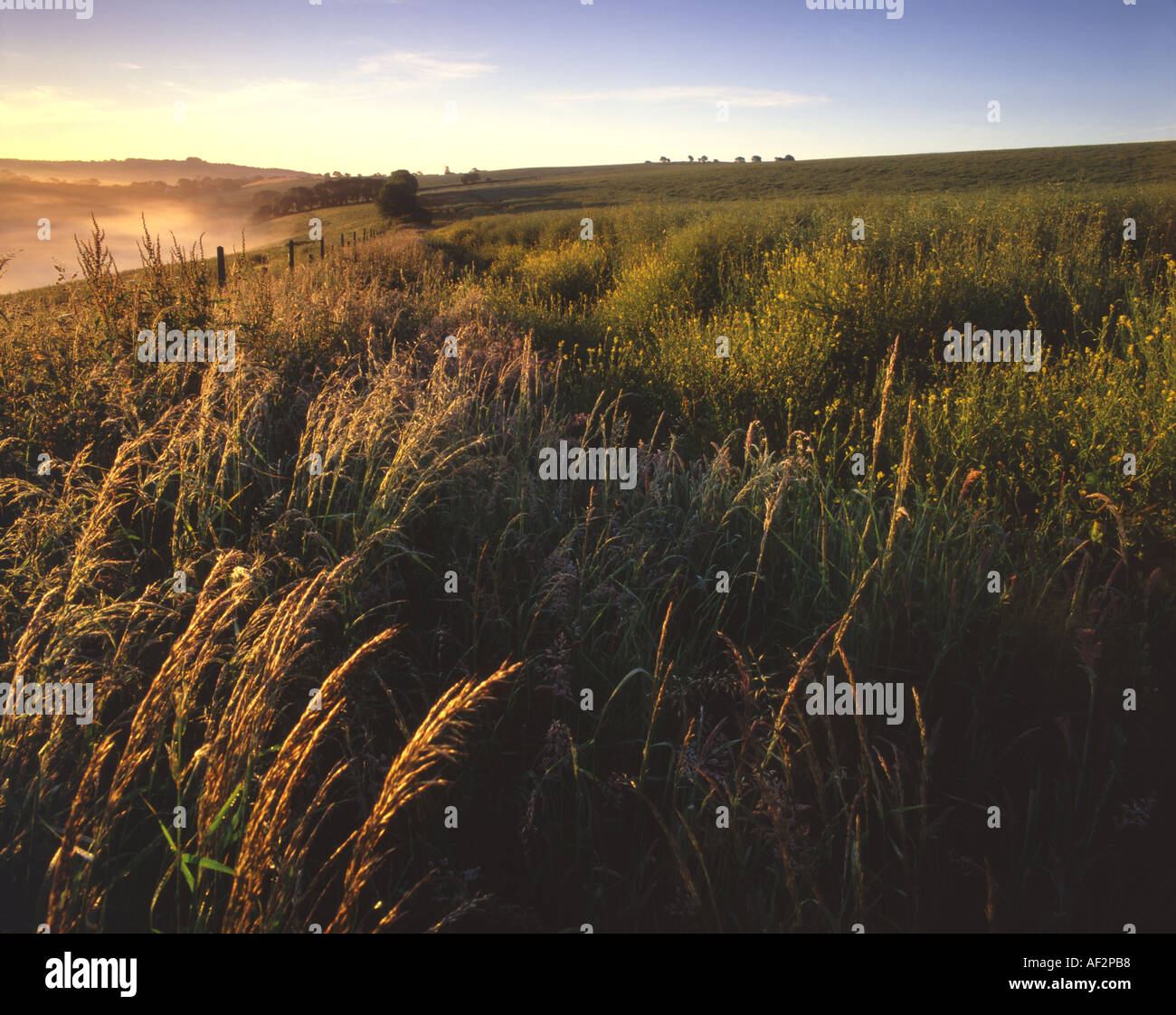 Misty spring dawn over agricultural farmland Devon UK Stock Photo - Alamy