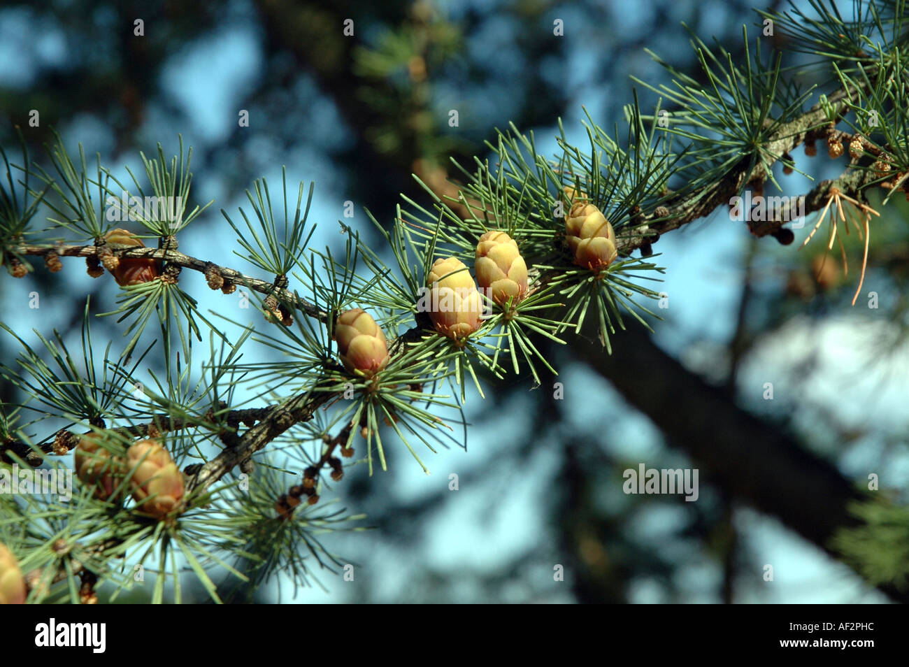 American Larch Larix laricina americana tree also called Eastern Larch Stock Photo