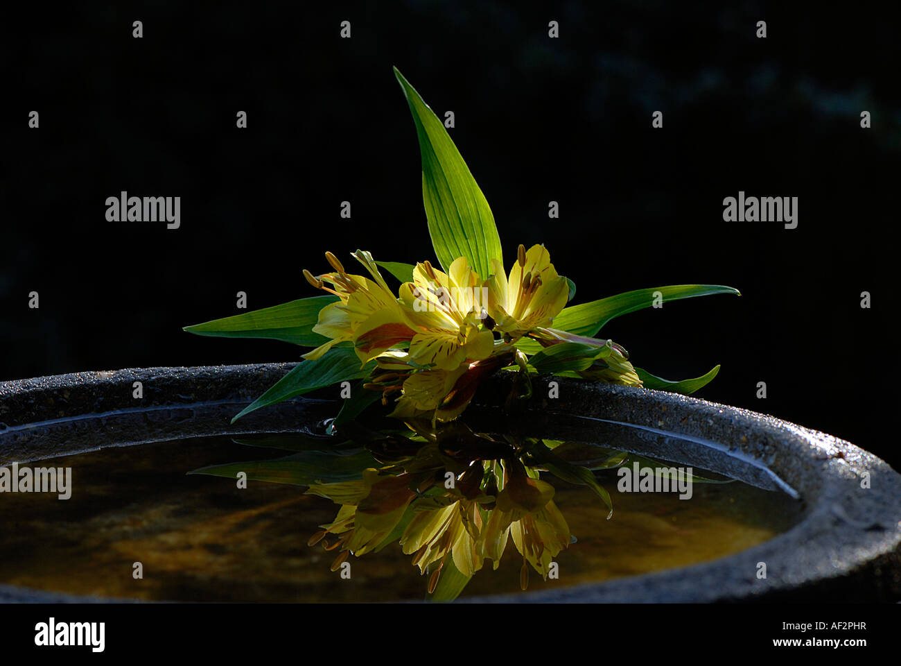 Alstroemeria flower Stock Photo